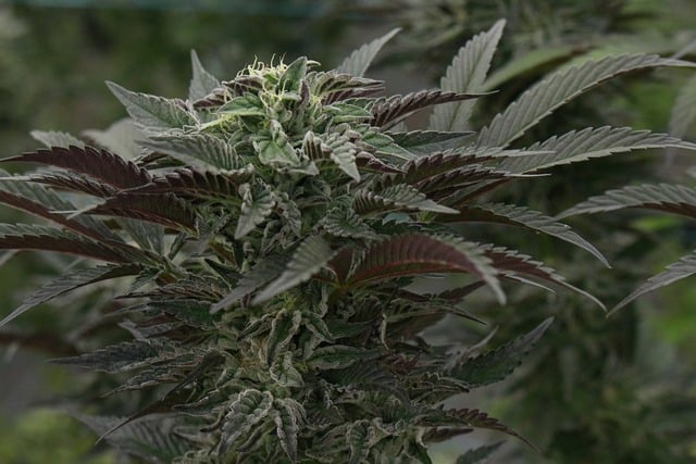 Dosidos CB: La nueva variedad de cannabis que debes probar
